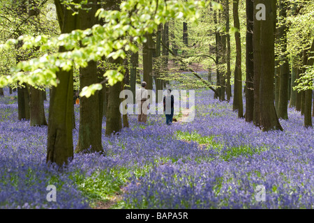 Ashridge Woods Bluebells - Buckinghamshire Stock Photo