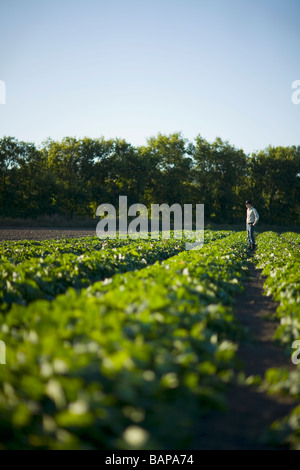 Farmer in rows of cucumbers, Lumsden, Saskatchewan, Canada Stock Photo