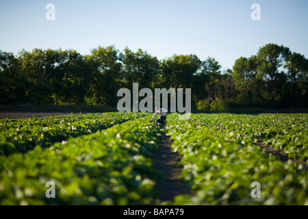 Farmer kneels in rows of cucumbers, Lumsden, Saskatchewan, Canada Stock Photo