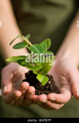 Hands holding young green plant, Winnipeg, Manitoba, Canada Stock Photo