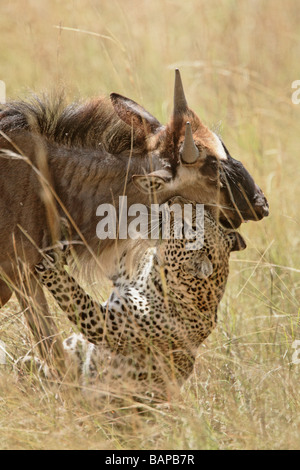 Leopard takes down a young wildebeest after a long exhaustive hunt in the Masai Mara Kenya. Stock Photo