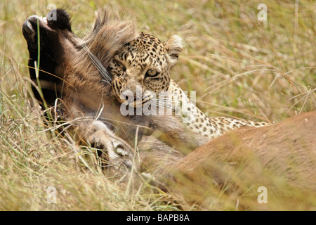 Leopard takes down a young wildebeest after a long exhaustive hunt in the Masai Mara in Kenya Stock Photo