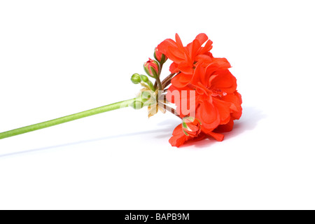 Red geranium close-up Stock Photo