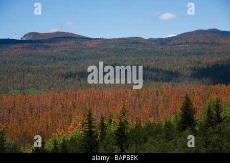 Pine trees attacked by the Lodgepole Pine Beetle, Alberta, Canada Stock Photo