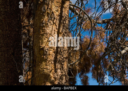 Pine trees attacked by the Lodgepole Pine Beetle, Alberta, Canada Stock Photo