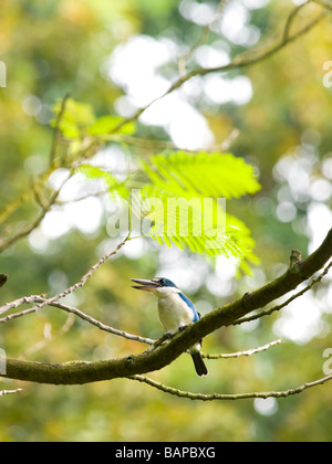 White Collared Kingfisher Sitting High up on a Branch Stock Photo