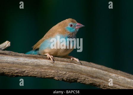 Red-cheeked Cordon-bleu Finch 'Uraeginthus bengalus'