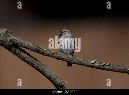 Pine Siskin Carduelis Pinus perched in front of feeder while migrating through New York State Stock Photo