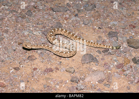 Sidewinder Crotalus cerastes cercobombus Pima County Arizona United States 29 April Immature Viperidae Stock Photo