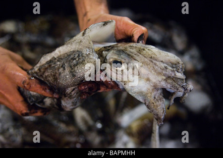 Handling a 'freshly caught' Cuttlefish at Hastings fish market. East Sussex. UK Stock Photo