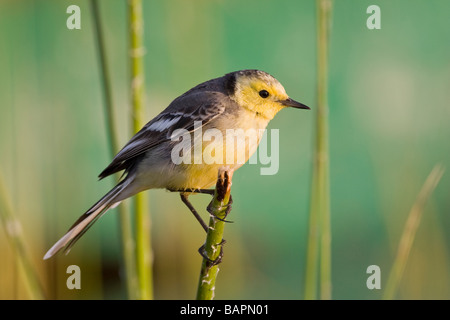 Western yellow wagtail perched on reed Stock Photo