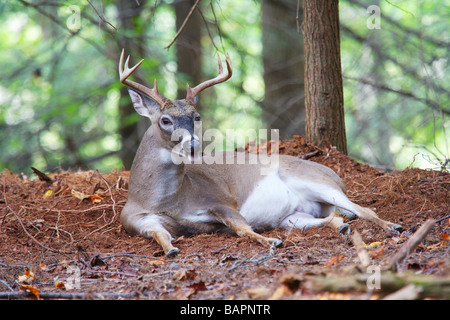 Large White tailed Buck with Antlers resting in the shade of a forest North America USA Stock Photo