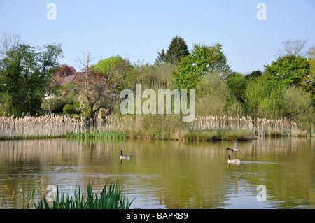 Small lake on West Common, Gerrards Cross, Buckinghamshire, England, United Kingdom Stock Photo