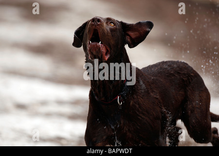 The Labrador Retriever (also Labrador, Labby, or Lab for short) is one of several kinds of retriever, a type of gun dog. The Lab Stock Photo