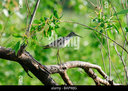 Marsh Sandpiper Tringa stagnatilis standing on a branch Stock Photo