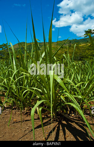 Young sugar cane Saccharum officinarum plants on a field at Mauritius island | Junge Zuckerrohr Pflanzen Mauritius Stock Photo