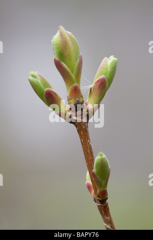 Acer campestre, Field maple Stock Photo - Alamy