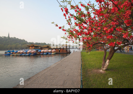 Tree In Blossom Along Xi Hu West Lake, Hangzhou, China Stock Photo