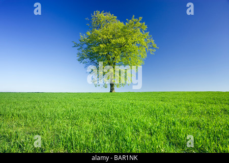 Single beech tree in field of young crop. Surrey, UK. Stock Photo