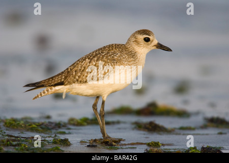 Black-bellied Plover (Pluvialis squatarola) standing on a muddy beach at the tide line Stock Photo