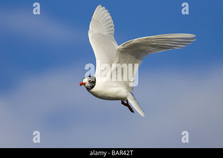 Adult Mediterranean Gull (Larus melanocephalus) moulting from winter to summer plumage flying against a blue sky Stock Photo