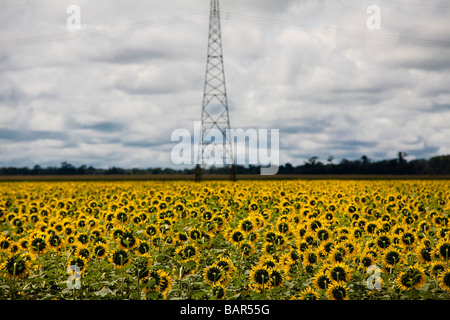 Sunflower plantation for vegetal oil production Transmission tower in rural area distribution of electric energy Stock Photo