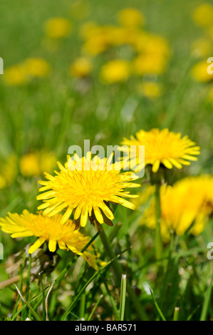 Dandelions Taraxacum officinale in a lawn Stock Photo