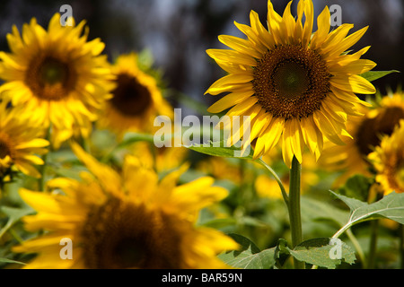 Sunflower plantation for vegetal oil production at BR 163 road near Sinop city Mato Grosso State Brazil Stock Photo