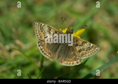 Dingy Skipper butterfly Dorset May 2009 on flower Stock Photo
