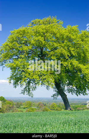 Lone beech tree in farm field. North Downs at Clandon, Surrey, UK. Stock Photo