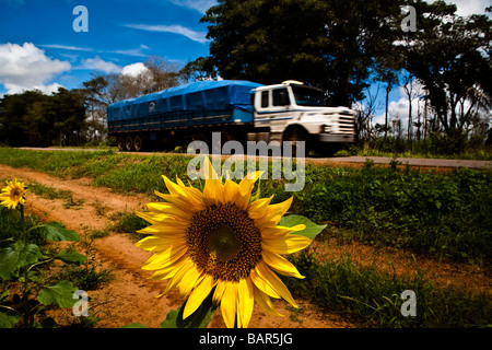 Sunflower plantation for vegetal oil production at BR 163 road near Sinop city Mato Grosso State Brazil Stock Photo