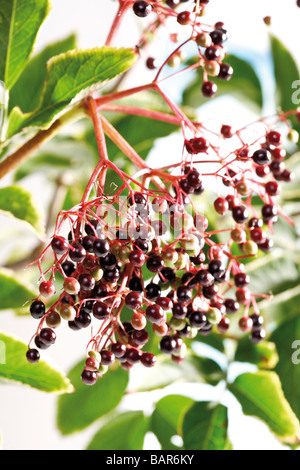 Black elder (Sambucus nigra), close-up Stock Photo