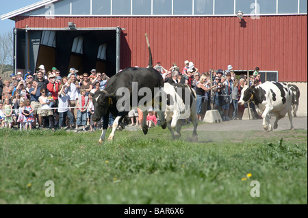 Cows just being released for spring, lots of peopels watching this event. A new cultural them in Sweden Stock Photo