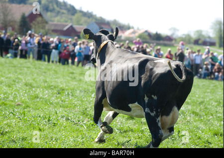 Cows just being released for spring, lots of peopels watching this event. A new cultural them in Sweden Stock Photo