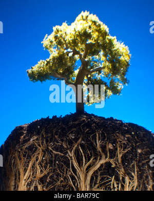 Miniature tree with cutaway showing tentacle-like roots Stock Photo