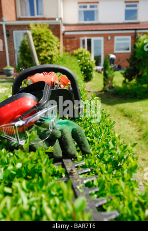 Hedge Trimming. Stock Photo