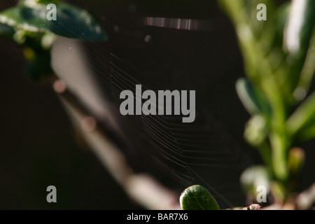 Spider web against a dark background Stock Photo