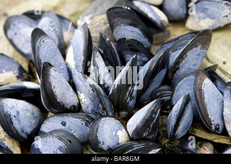 Blue Mussels Marlborough Sound South Island New Zealand Stock Photo