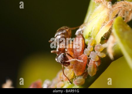 Ant (Lasius niger, black garden ant) milking an aphid. They harvest honeydew this way. Stock Photo
