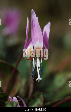 DOG TOOTH VIOLET Erythronium dens canis CLOSE UP OF FLOWER Stock Photo