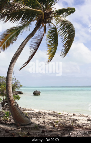 A palm tree casts a soft shadow on fallen coconuts at the shore of a desert island. Fanning Island, Republic of Kiribati. Stock Photo