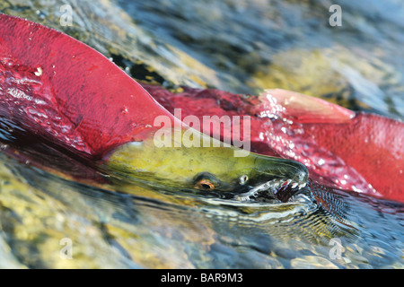Sockeye salmon returning to Adams River in British Columbia, Canada, to spawn. Stock Photo