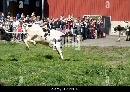 Cows just being released for spring, lots of peopels watching this event. A new cultural them in Sweden Stock Photo