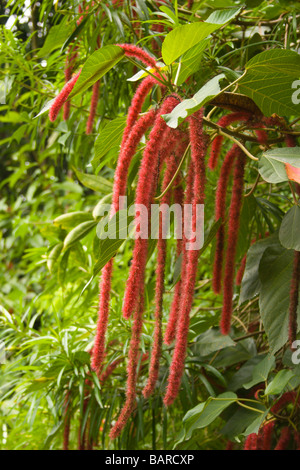 Barbados Flower Forest botanical park chenille plant Stock Photo