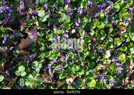 DOG VIOLET Viola riviniana PLANTS IN FLOWER Stock Photo