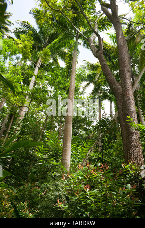 Barbados Flower Forest botanical park trees Stock Photo