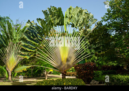 Barbados Graham Hall mangrove swamp reserve park fan palms Stock Photo