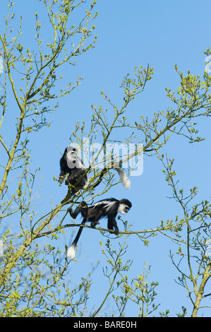 Black and white colobus monkey (Colobus guereza occidentalis) Captive, Zoo, UK Stock Photo