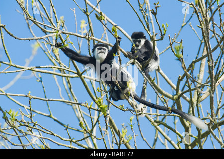 Female with young, Black and white colobus monkey (Colobus guereza occidentalis) Captive, Portlympne Wild Animal Park, UK Stock Photo