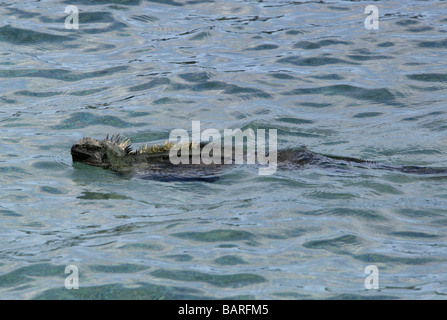 Marine Iguana Swimming in the Sea Punta Espinoza Fernandina Narborough Island Galapagos Islands Ecuador South America Stock Photo